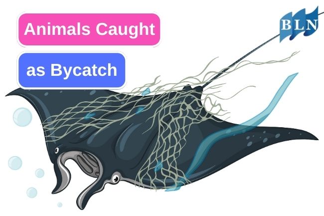 6 Bycatch Animals On Commercial Fishing